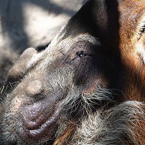 Red river hog (Potamochoerus porcus), 2023-05-31