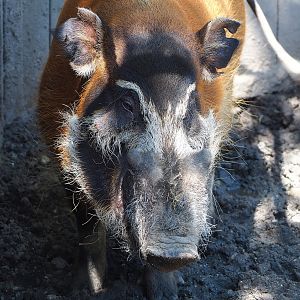 Red river hog (Potamochoerus porcus), 2023-05-31