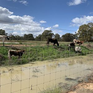 Texas Longhorn Paddock