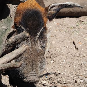 Red river hog (Potamochoerus porcus), 2023-05-31