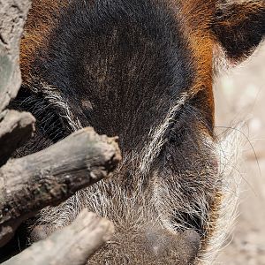 Red river hog (Potamochoerus porcus), 2023-05-31