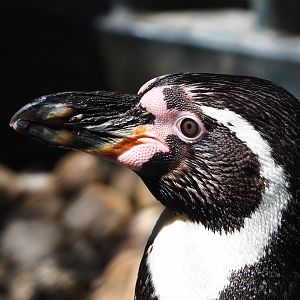 Humboldt penguin (Spheniscus humboldti), 2023-05-31