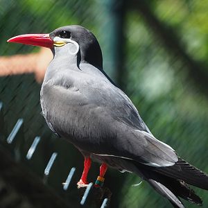 Inca tern (Larosterna inca), 2023-05-31