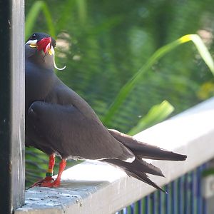 Inca tern (Larosterna inca), 2023-05-31