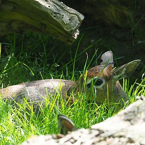 Kirk's dik-dik (Madoqua kirkii), 2023-05-31