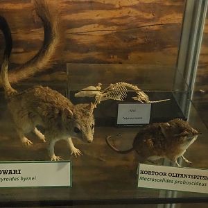 Kowari and Round-eared elephant shrew taxidermy specimens and European mole skeleton, 2023-05-31