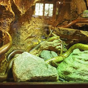 Sheltopusiks (Pseudopus apodus), 2023-05-31