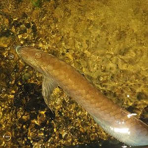 Silver Arowana (Osteoglossum bicirrhosum), 2023-05-31