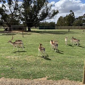 Fallow Deer Paddock