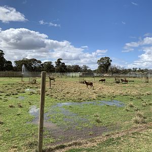 Red Deer Paddock