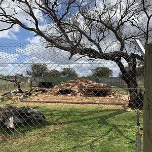 Dingo Exhibit