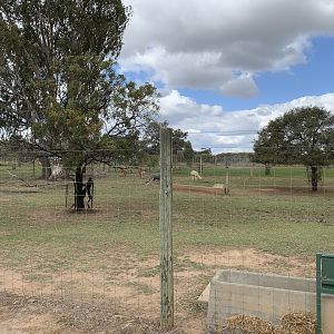 Alpaca Paddock