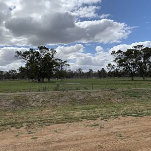 Water Buffalo Paddock