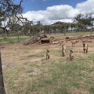Himalayan Tahr Exhibit