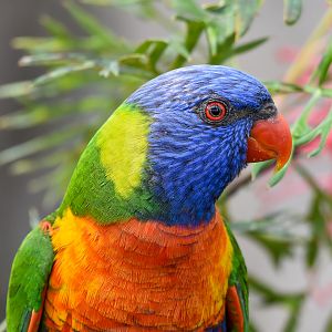 Rainbow Lorikeet