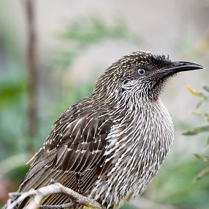 Little Wattlebird