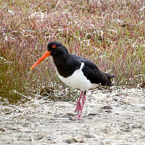Pied Oystercatcher