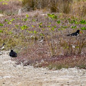 Pied Oystercatchers (with two chicks!)