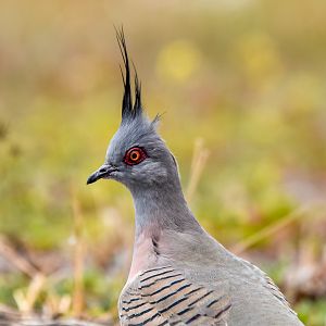 Crested Pigeon