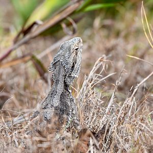 Eastern Bearded Dragon on beach