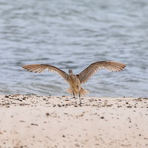 Far-Eastern Curlew