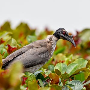 Noisy Friarbird