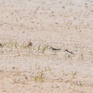 Red-capped Plovers and a Red-necked Stint