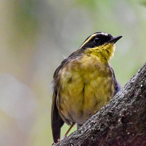 Yellow-throated Scrubwren
