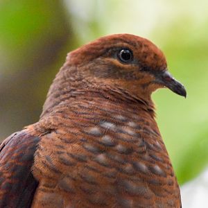 Brown Cuckoo-Dove