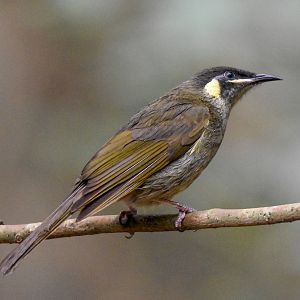 Lewin's Honeyeater