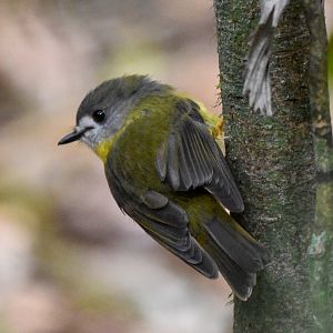 Pale-Yellow Robin