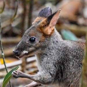 Red-legged Pademelon