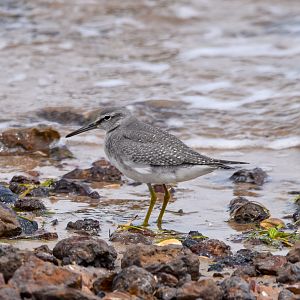 Grey-tailed Tattler