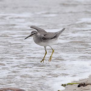 Grey-tailed Tattler