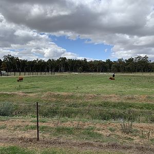 Highland Cattle Paddock
