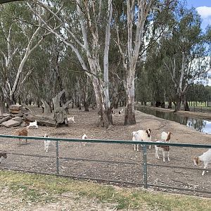 Goat Paddock