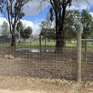 Capybara Exhibit