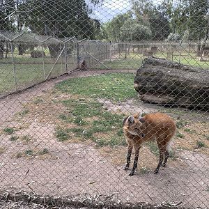 Maned Wolf