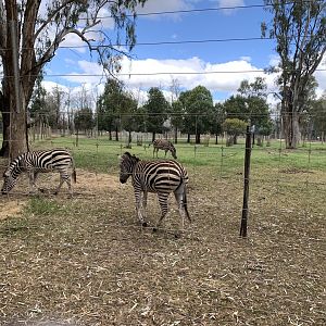 Zebra Paddock