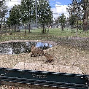 Capybara Exhibit