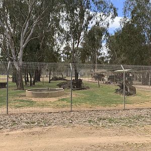 Spotted Hyena Exhibit