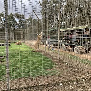 Lion Enclosure