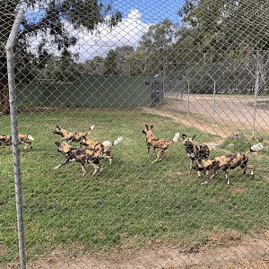 African Wild Dogs