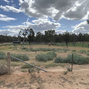 Bull Camel Paddock