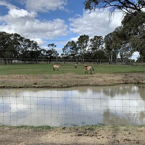 Przewalski’s Horse Paddock