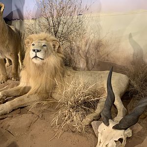 Taxidermy White Lion