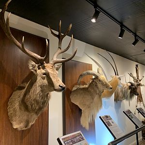 Taxidermy Specimens