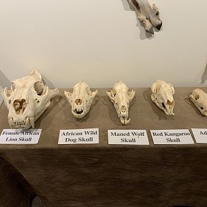 Skull Collection