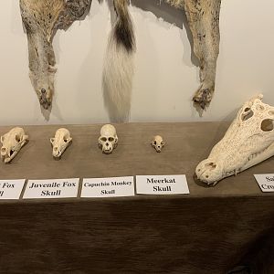 Skull Collection