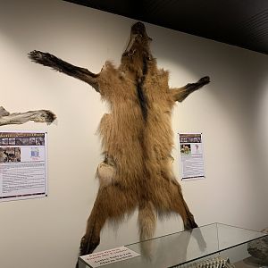 Maned Wolf Pelt